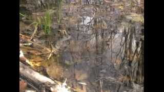 LiquidityThe Value of Wetlands DOCUMENTARY [upl. by Arias]