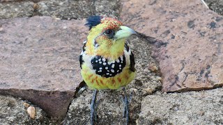 Crested Barbet call  sound [upl. by Virgil]