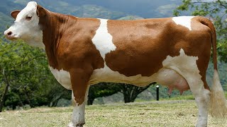 🔴 SIMMENTAL ✅ Sabias Esto De El Ganado SIMMENTAL   Crea Tu NEGOCIO Ganadero [upl. by Aicargatla537]