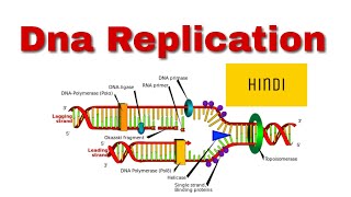 Dna replication in prokaryotes hindi [upl. by Aymahs957]