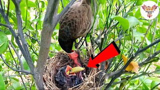 Bulbul get a big worm and babies cat eat because worm is so big ‎DiscoveryBirds [upl. by Cordle22]