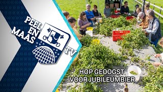 Hop voor jubileumbier geoogst  17 september 2024  Peel en Maas TV Venray [upl. by Lebatsirc]