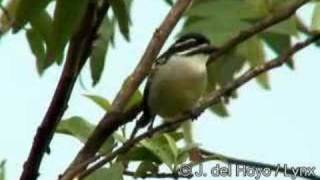 Yellowrumped Tinkerbird  Pogoniulus bilineatus [upl. by Ananna]