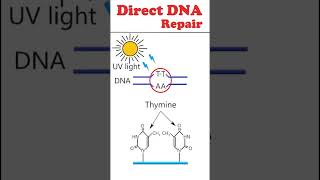 Direct DNA repair animation dnarepair [upl. by Sadoff]