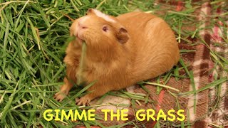 Guinea pigs squeaking for food as soon as the door opens [upl. by Jourdan]