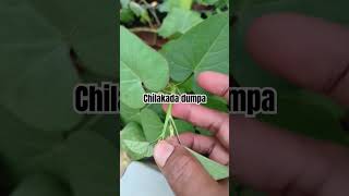 Chilakada dumpa kandagada   moram gadda  Upayogalu  benefits for sweet potato [upl. by Mehetabel]