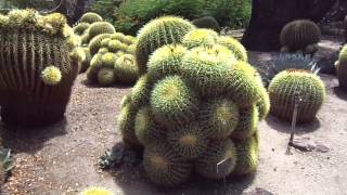 The Huntington Botanical Garden Desert Garden August 31 2013 Golden Barrel Fever [upl. by Sairu681]