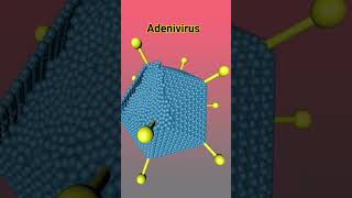 Adenovirus [upl. by Niki]