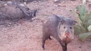 Herd of Javelina just outside my backyard fence 12162017 [upl. by Ytsirt370]