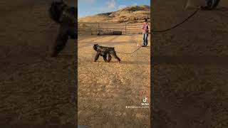 Kannas second herding lesson Bouvier Des Flandres [upl. by Ailisec275]