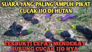 ampuh suara cucak ijo ribut yang paling ampuh 💯 pikat di hutan [upl. by Nylave]