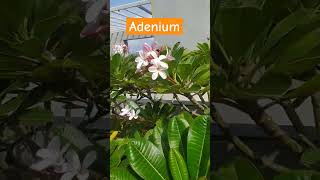 Rooftop gardensibgarden adenium [upl. by Nibur804]