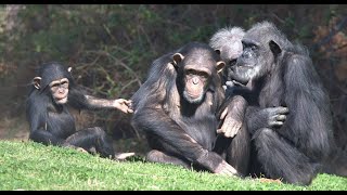 The Magnificent Lives of the Chimpanzees  Nat Geo Wild Documentary [upl. by Kosaka]