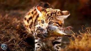 BlackFooted Cats  Top 10 Astounding Facts About BlackFooted Cats That Will Leave You Amazed [upl. by Betteann]