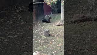 Saying hello to Leeroy at the stl zoo stlouiszoo [upl. by Gildas]