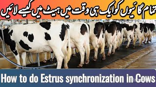 How to do Estrus synchronization in Cattle estrus cycle [upl. by Kacie704]