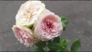 植物小知識67玫瑰（Rosa chinensis） 門廊絨球（Pompon Veranda） [upl. by Woolley74]