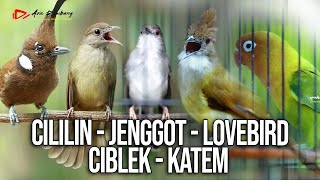 MASTERAN KOMBINASI CILILIN  JENGGOT  LOVEBIRD  CIBLEK  KAPAS TEMBAK [upl. by Kosiur]