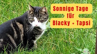 So genießen meine beiden Katzen ihren Garten katze cat garten [upl. by Aitnohs115]