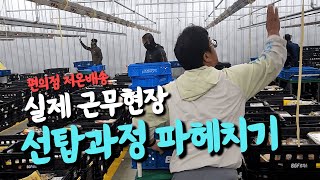 편의점 저온 배송 파헤치기 편의점 배송은 이렇게 진행합니다배송기사 지입기사 [upl. by Morentz505]