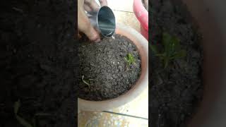 I Plants Mango Seed 🌱😊Part 2 minivlog shorts viral youtubeshorts 26 [upl. by Llekram884]