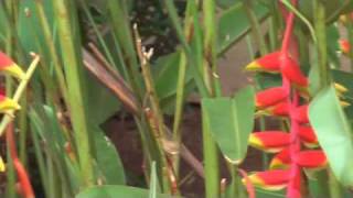 Heliconia rostrata Lobster claw plant [upl. by Minnnie]