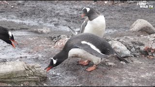 Cheek And Cheerful 😊  PLANET WILD TV [upl. by Ainehs244]