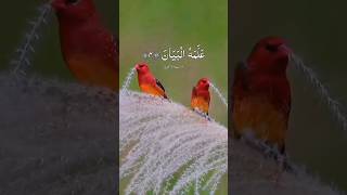 Beautiful Quraan bedtime receation  surah rahman viralshorts tahiravlogandlifestyle [upl. by Yann617]