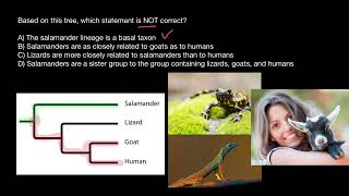 How to Analyze Phylogenic Trees [upl. by Dettmer939]