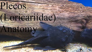 An Ichthyologists Guide to Pleco Loricariidae Anatomy [upl. by Viccora]