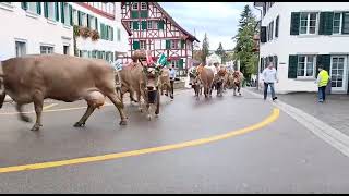 Original Braunvieh Einzug im Stedtli Viehschau Grüningen 2022buurehofhess [upl. by Esile]