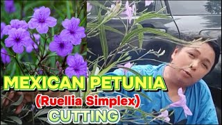 MEXICAN PETUNIAS RUELLIA SIMPLEX CUTTING  AMAZING FLOWER  How to plant or grow [upl. by Atenaz]