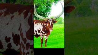 cow mooing sound effect funny 🤣 [upl. by Angelis401]