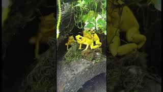 Phyllobates terribilis el animal mas venenoso del mundo [upl. by Ahsitauq239]