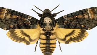 Deathshead hawkmoth  Natural History Museum [upl. by Eelsnia517]