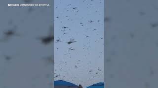 Dragonflies Swarm Beach in Rhode Island [upl. by Imrots411]