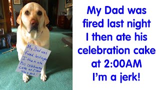 50 Times Ahole Pets Were Publicly Shamed For Their Hilariously Horrible Crimes  PART 3 [upl. by Inacana]