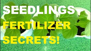 SEEDLINGS FERTILIZER  PLANT CARE  GARDENING PHILIPPINES [upl. by Camroc]