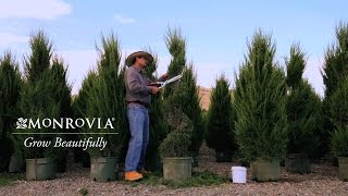 3 Secrets to Growing a Beautiful Topiary  Monrovia [upl. by Osnofla962]