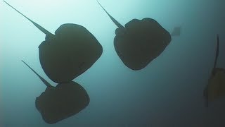 Stingrays  Reef Life of the Andaman  Part 5 [upl. by Latreshia]