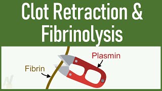 Clot Retraction amp Fibrinolysis [upl. by Karsten259]