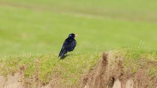 Islay with Speyside Wildlife [upl. by Audy]