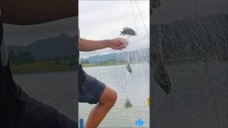 Giant Tilapia The RealLife Monster Fish of Malinao Dam [upl. by Cosma]