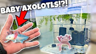 Hatching Axolotl Eggs For Profit [upl. by Rexanne]