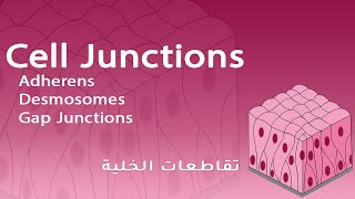 Cell Junctions Adherens Desmosomes Gap Junctions  شرح بالعربي [upl. by Anile95]