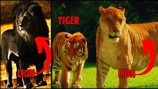 MindBlowing Lion Hybrids You Never Knew Existed  Discover the Craziest Lion Hybrids Ever lions [upl. by Aratehs542]