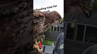 Feeding Bodi the Eurasian buzzard Buteo buteo birds animals birdsofprey [upl. by Joshuah]