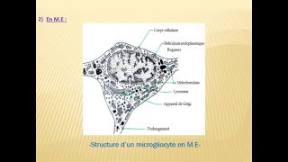 HISTOLOGIE LA NEVROGLIE [upl. by Aciemaj]