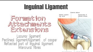 Inguinal ligament  Formation Attachments and Extensions [upl. by Cowan]