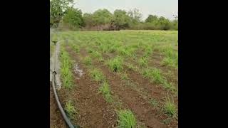 Citronella Plantation Citroenella Farming citronella plant Citronella Plantat in India Slips [upl. by Irehc]